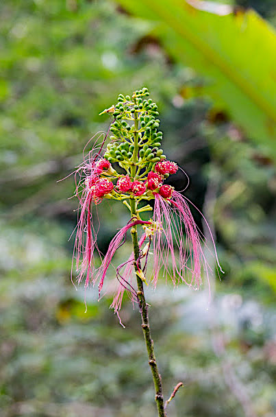 Cascades-Munduk---Bali---DSC02665
