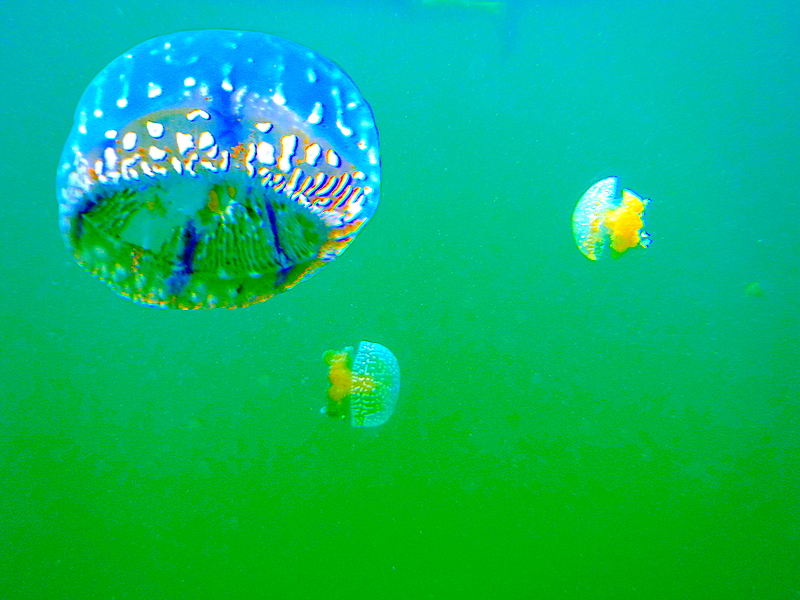 DSCF0815---copie