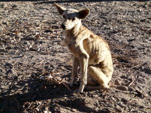 chien maigre