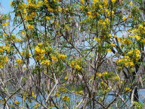 arbre jaune