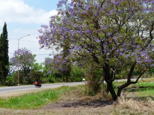 arbre mauve