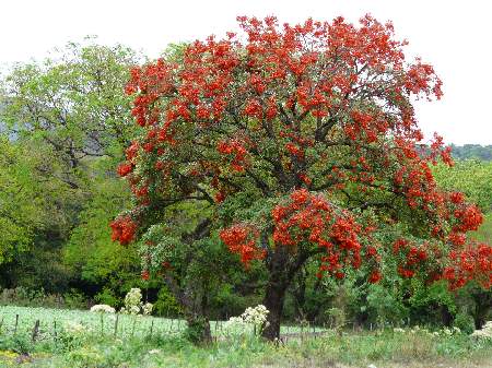 arbre orange