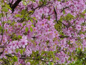arbre rose