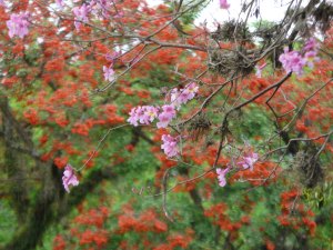 arbre rose et orange