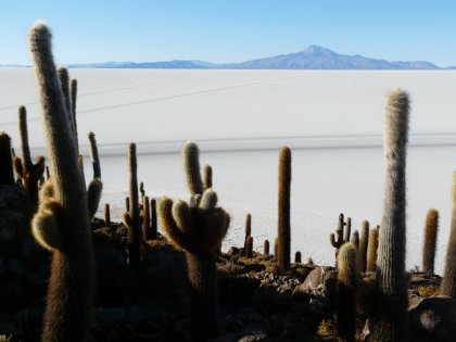 cactus sur salar
