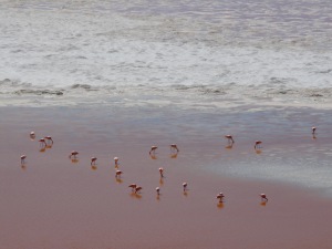 flamants sur L.C.