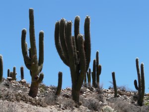 cardones