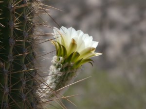 fleur de cacus