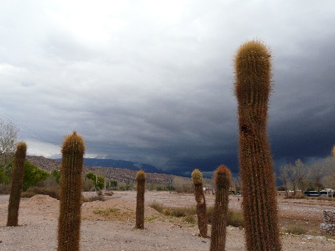 cactus humahuaca