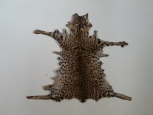 chat sauvage