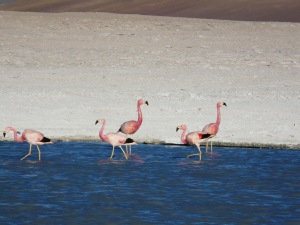 flamants 3