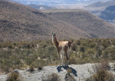 guanaco