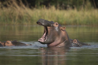 hippo